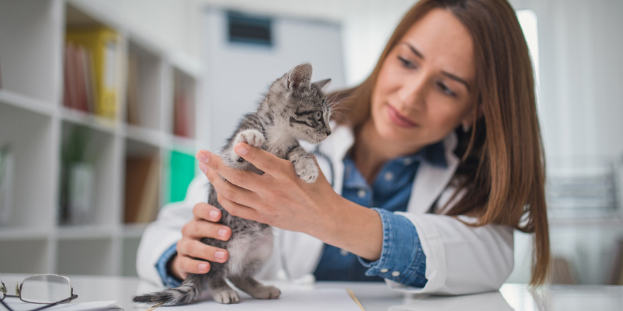 A Veterinarian is examining a kitten in her practice that received financing through the professional services program